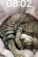 Katten Nemo 