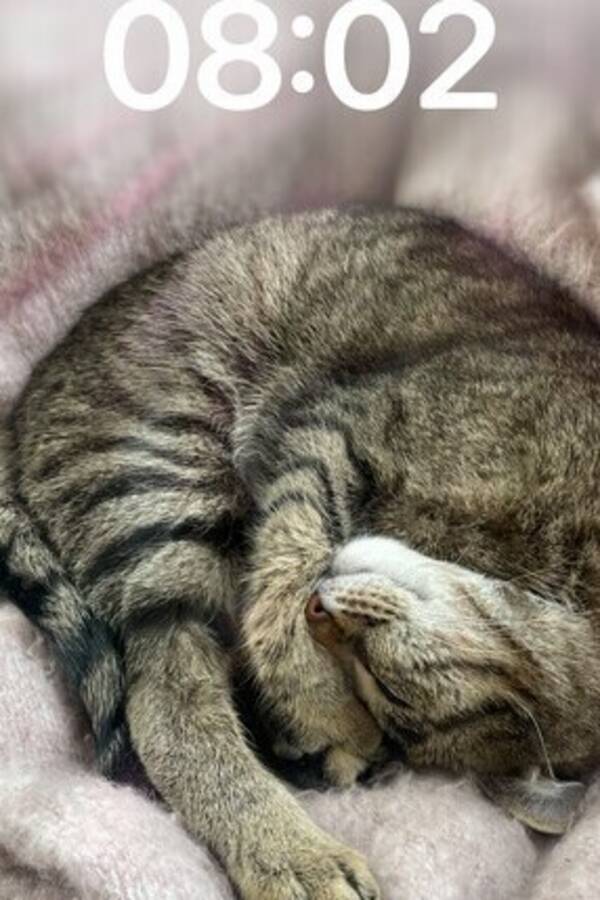 Katt - Katten Nemo 