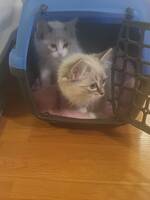 Linnéa och Cassie Linnéa och Cassie