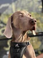Weimaraner Elvis