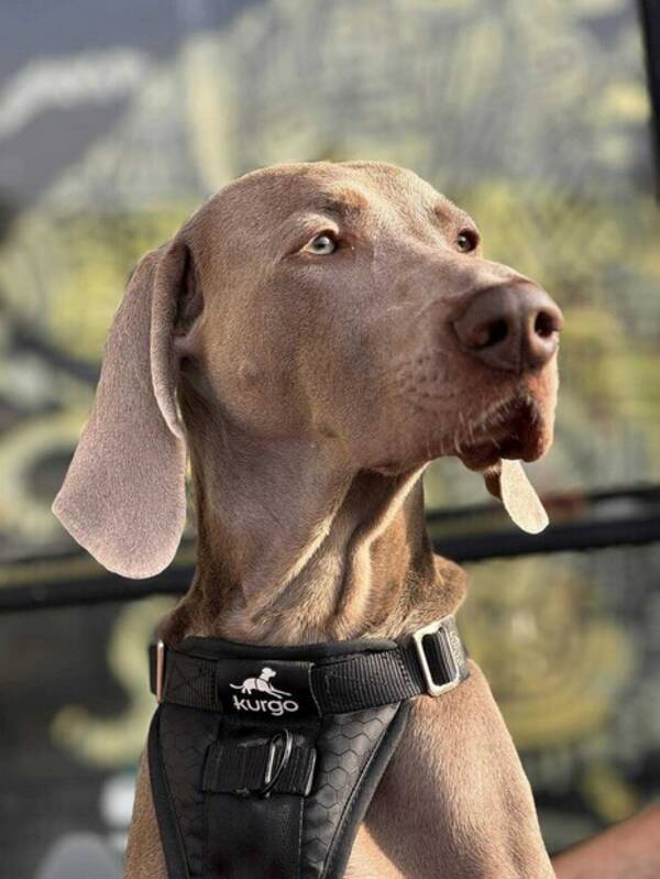 Hund - Weimaraner Elvis
