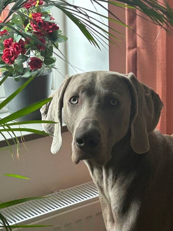Hund - Weimaraner Elvis
