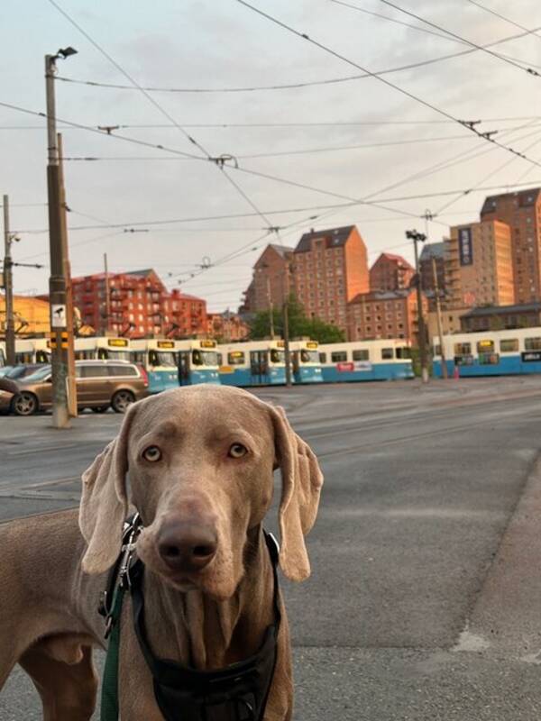 Hund - Weimaraner Elvis