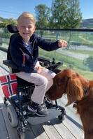 Hund irsk setter Hund irsk setter