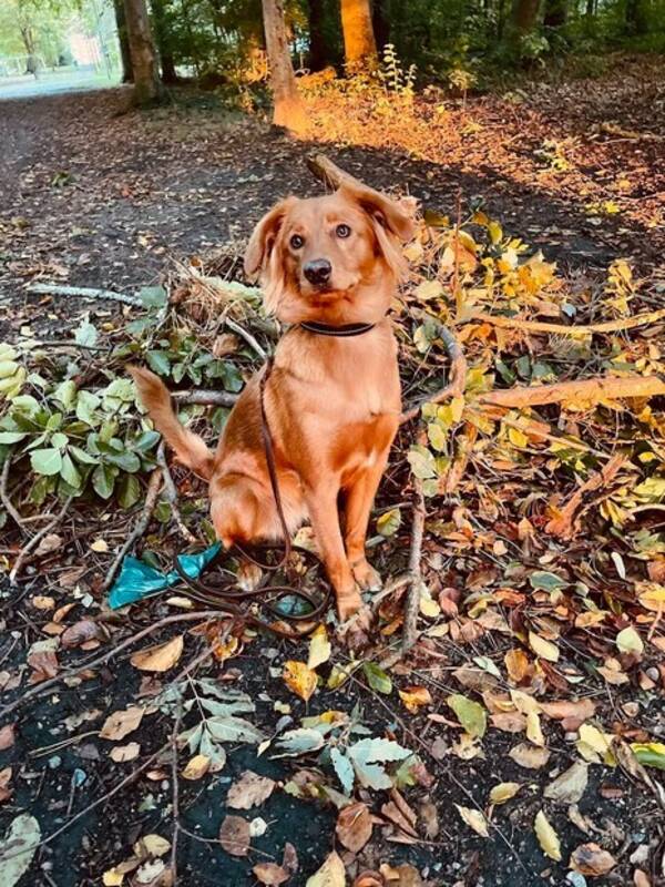 Hund - Tollaren Lola