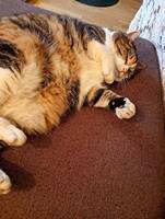 Tilla, tjukk Tilla, tjukk