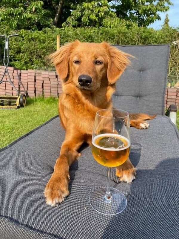 Hund - Tollaren Lola