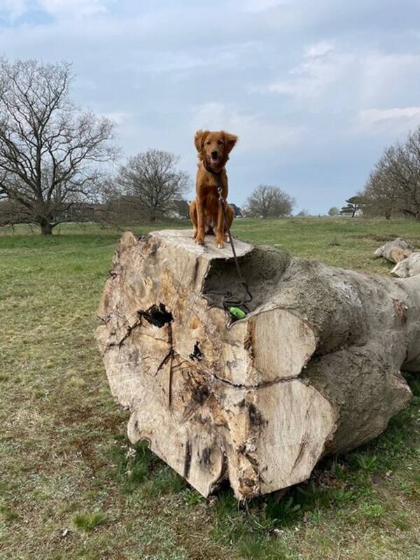 Hund - Tollaren Lola