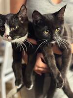 2 katter