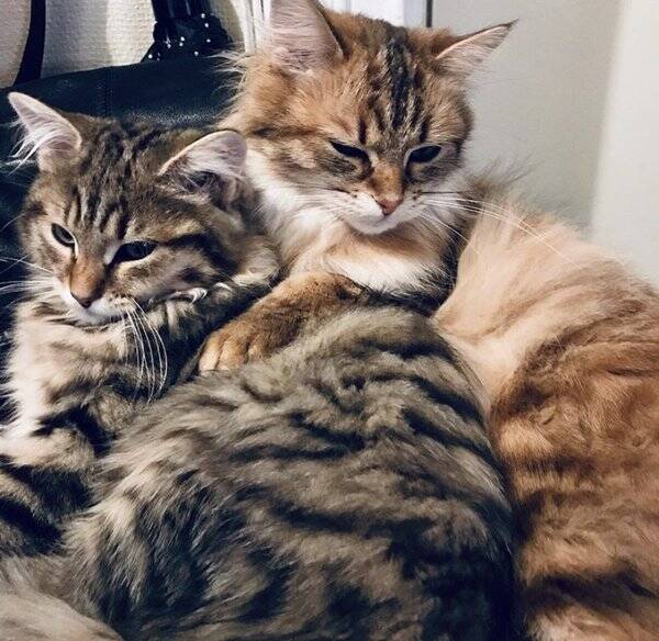 Katt