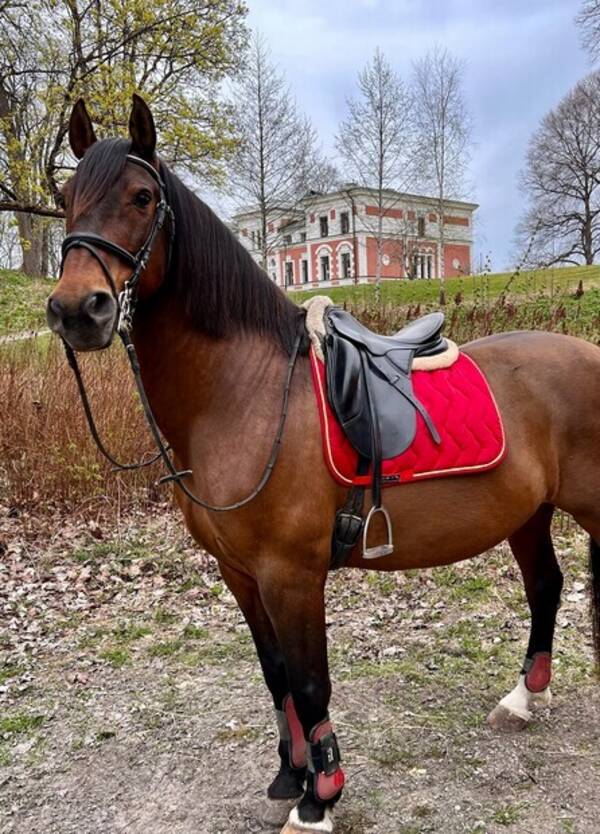 Övrigt - Spansk PRE  Övrigt - Spansk PRE