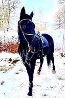 Svenskt Varmblod  Svenskt Varmblod