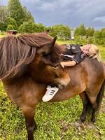 Finaste Islandshästen Freyja  Finaste Islandshästen Freyja