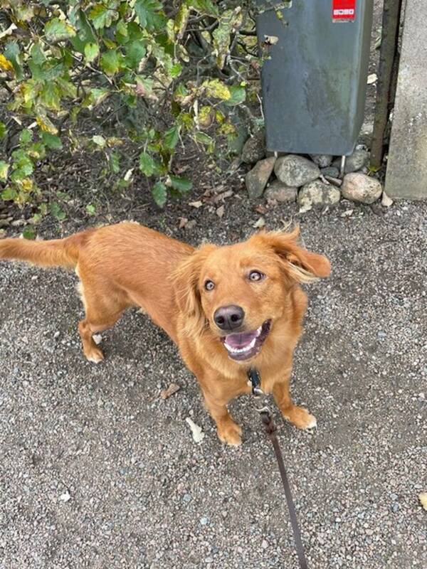 Hund - Tollaren Lola
