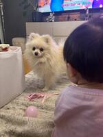 pomeranian vit/beige