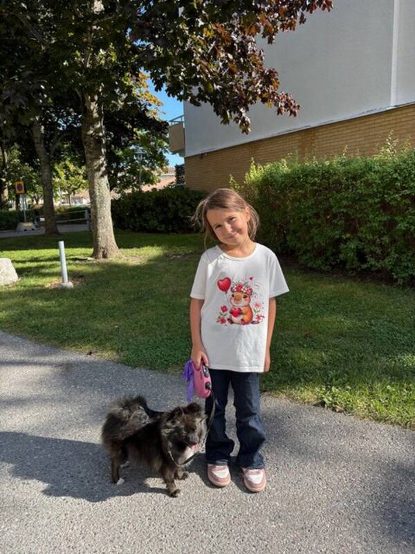 Hund - pomeranian vit/beige Hund - pomeranian vit/beige