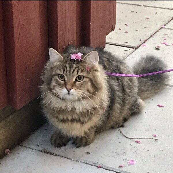 Katt
