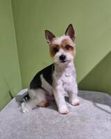 Dixon
