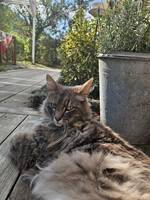 Katten Maxi Katten Maxi