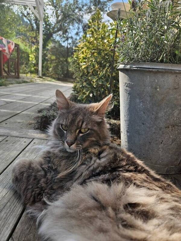 Katt - Katten Maxi
