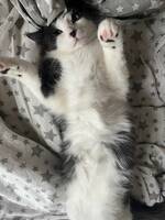 Katt Luna