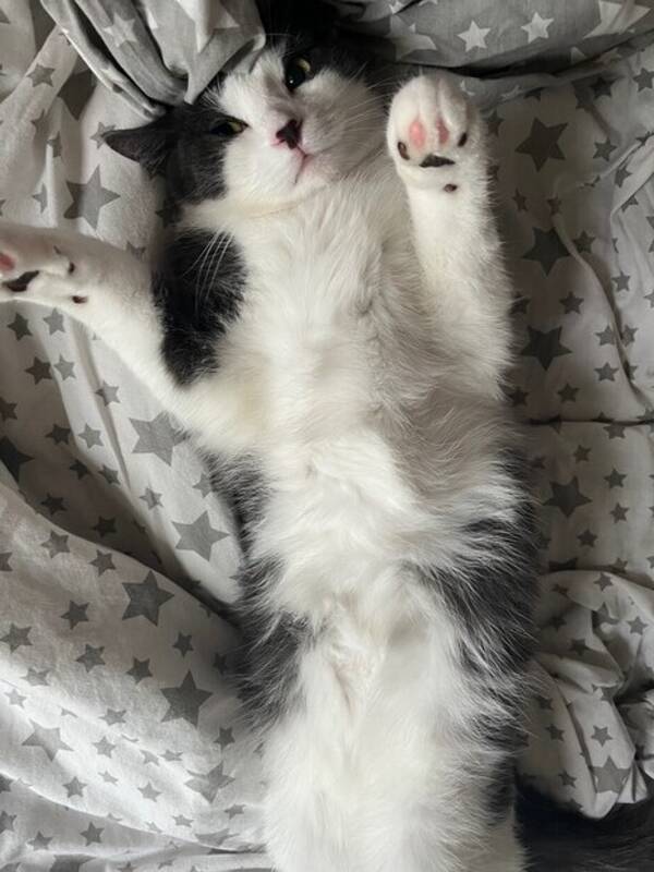 Katt - Katt Luna