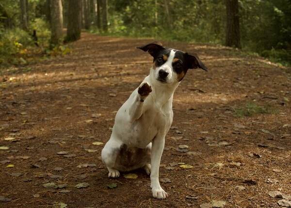 Hund - Doris, Dansk-Svenska grdshund