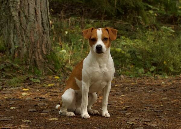 Hund - Milo, Dansk-Svensk grdshund