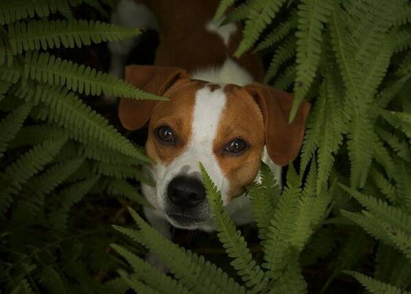 Hund - Milo, Dansk-Svensk grdshund