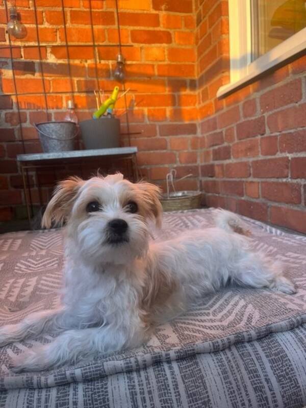 Hund - Viva gullvivan
