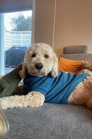 Australsk cobberdog