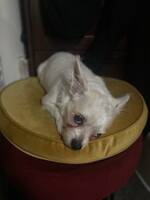 Chippo