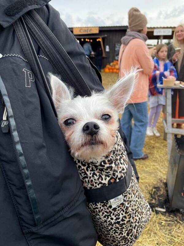 Hund - Chippo