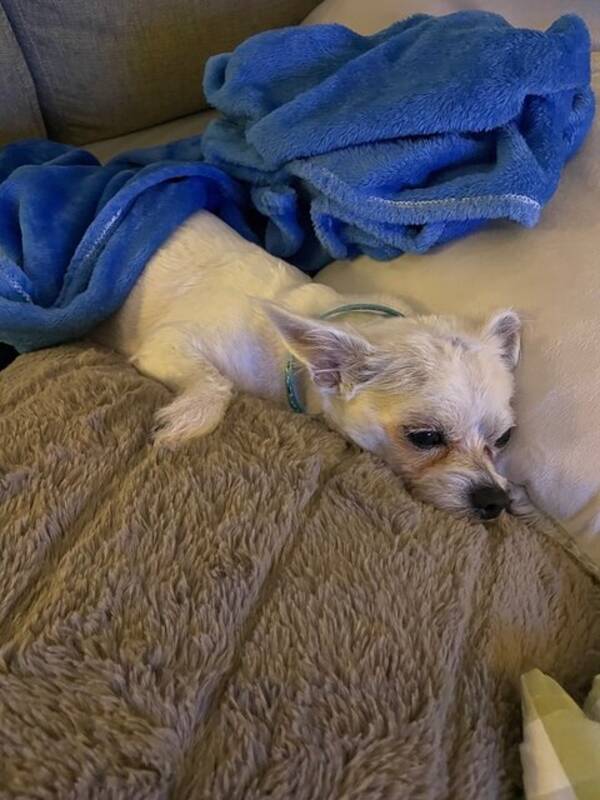 Hund - Chippo