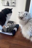 Norsk skogskatt och Perser   Norsk skogskatt och Perser