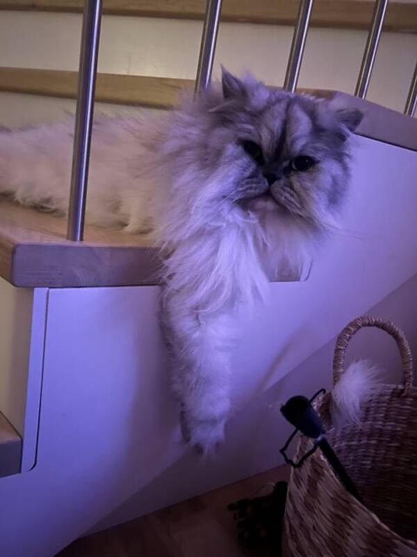 Katt - Norsk skogskatt och Perser  