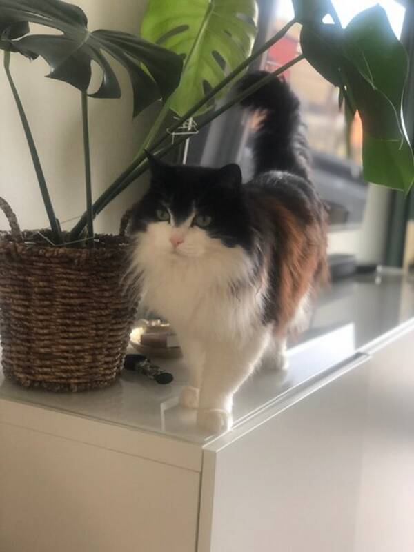 Katt - Norsk skogskatt och Perser  