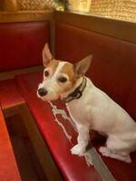 Timjan Jack Russell terrier