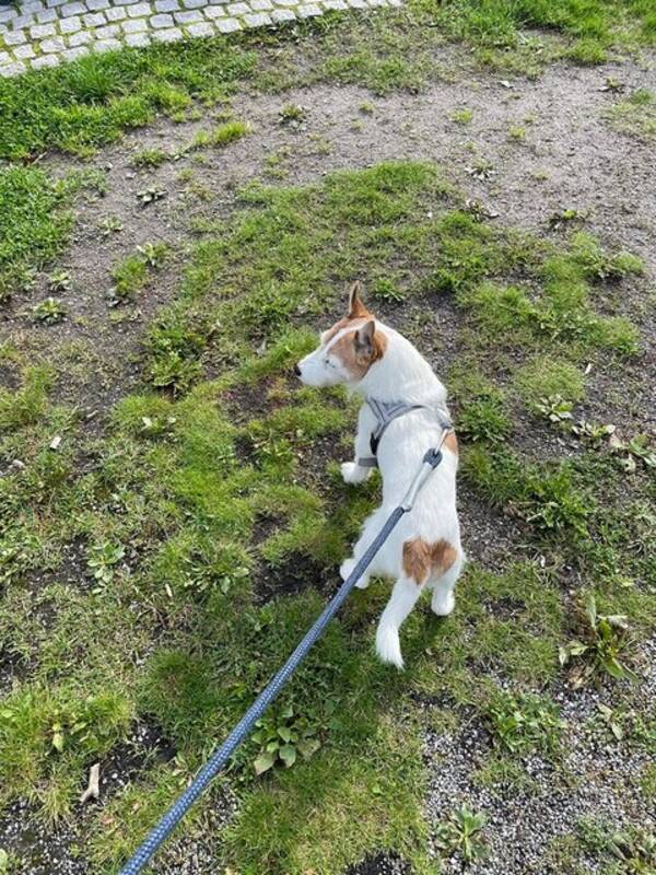 Hund - Timjan Jack Russell terrier