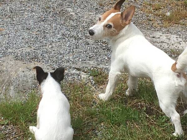 Hund - Timjan Jack Russell terrier