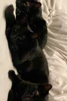 Bagheera, Black och Dib Bagheera, Black och Dib