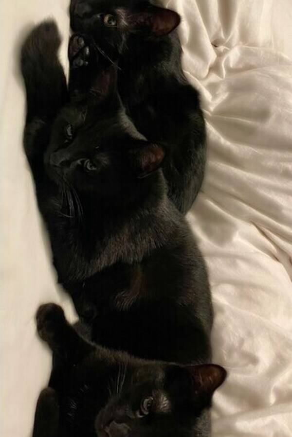 Katt - Bagheera, Black och Dib