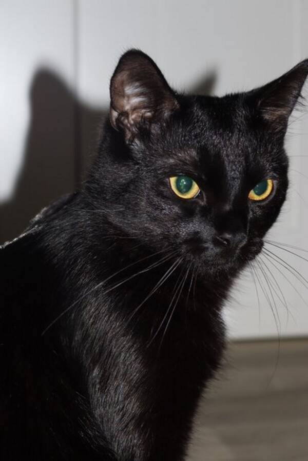 Katt - Bagheera, Black och Dib