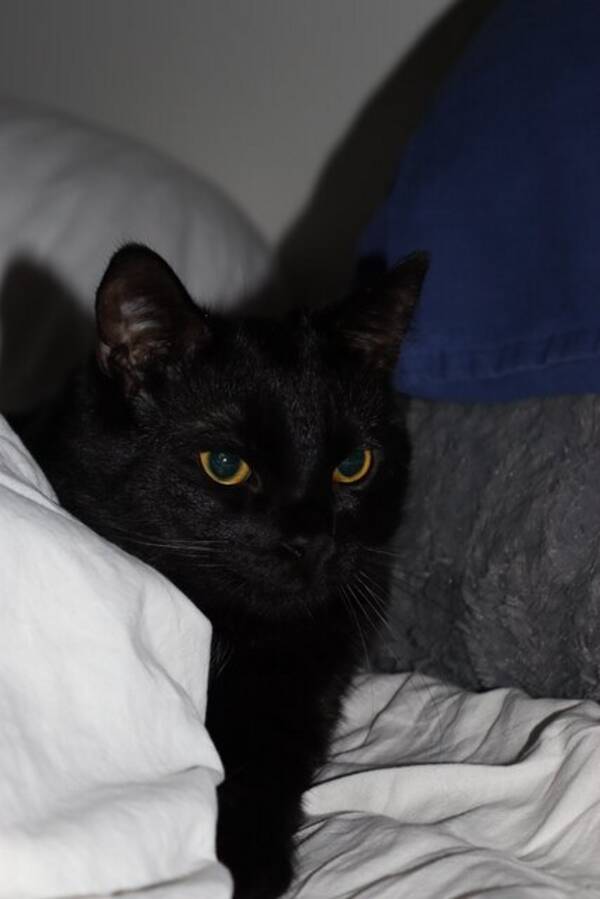 Katt - Bagheera, Black och Dib