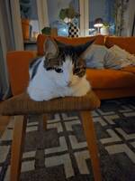 Katten Rolf Katten Rolf