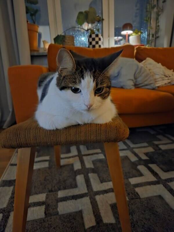 Katt - Katten Rolf