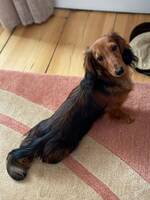 Dvärgtaxen Zickan Dvärgtaxen Zickan