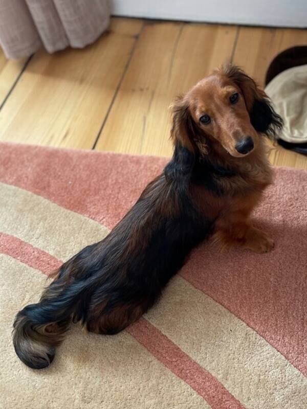 Hund - Dvärgtaxen Zickan Hund - Dvärgtaxen Zickan