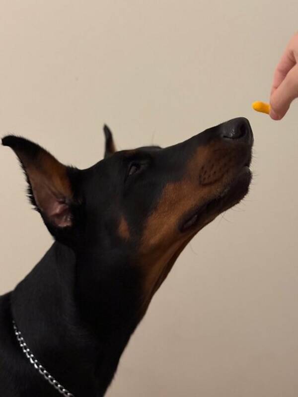 Hund - Amerikanska Dobermann ?NAKI?  