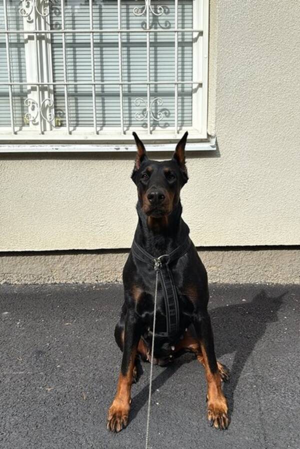 Hund - Amerikanska Dobermann ?NAKI?  